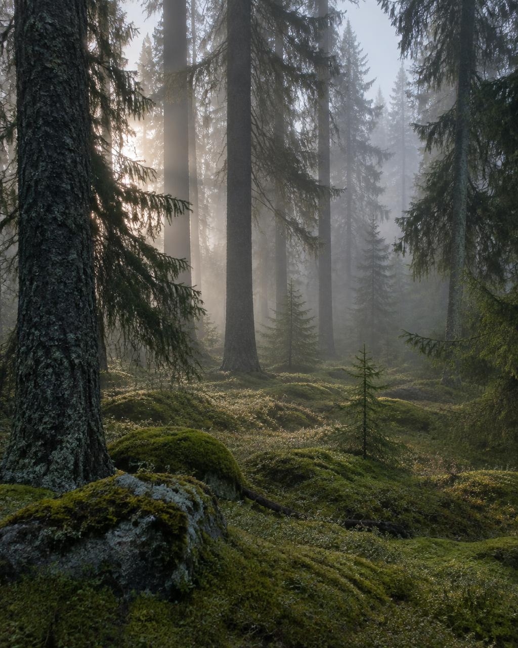 Gläntan i skogen vid Svarvarböle 708